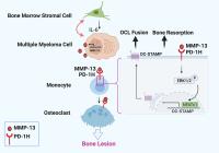 MM induced OCL fusion is mediated by the MMP-13/PD-1H axis. BM stromal cells express high IL-6 which further upregulates the MMP-13 secretion from myeloma cells. MMP-13 binds to PD-1H on OCL cell surface.